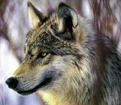 Волчье время