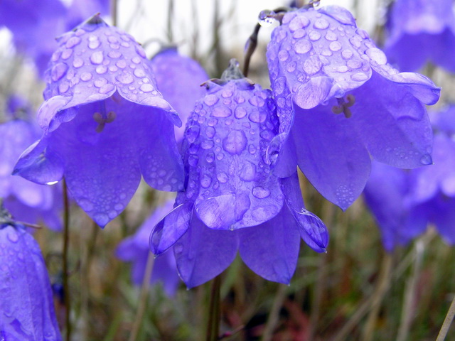 Вы слышите?