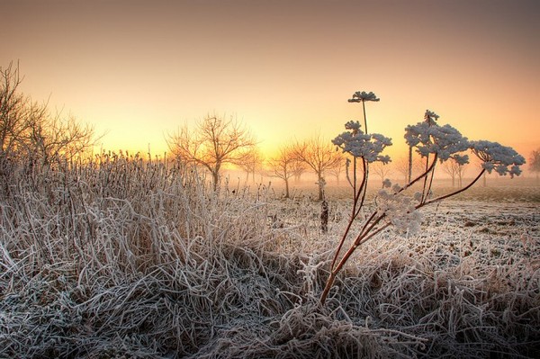Первая любовь