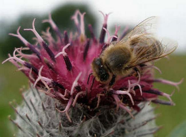 Наблюдения на пасеке