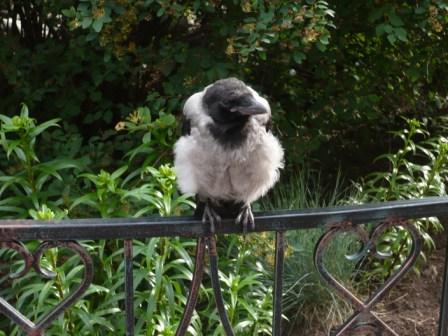 Озверенное - офигенное