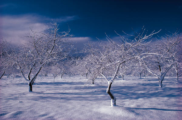 Симфония ночного ветра...