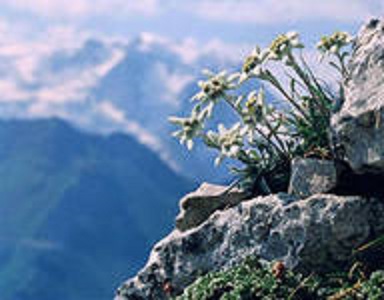 Эдельвейсы