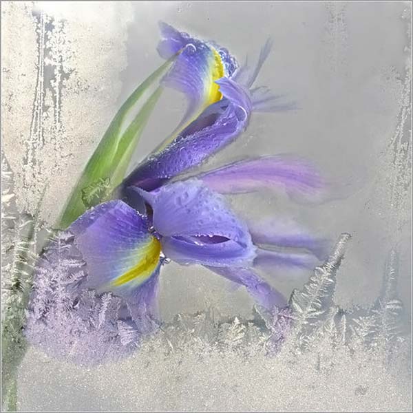 Дыхание весны