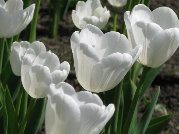 Радость моя