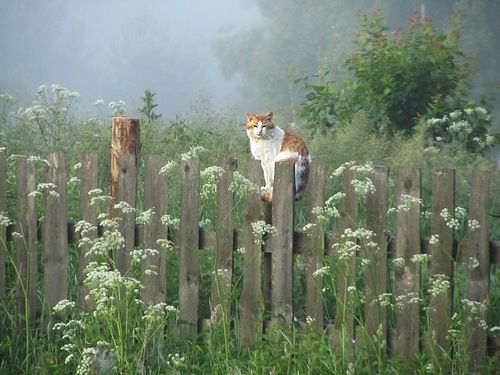 С воспоминаньями душа моя болит