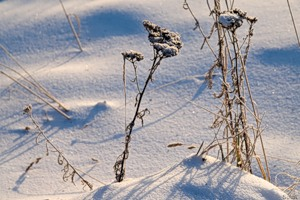 У заснеженной черты...