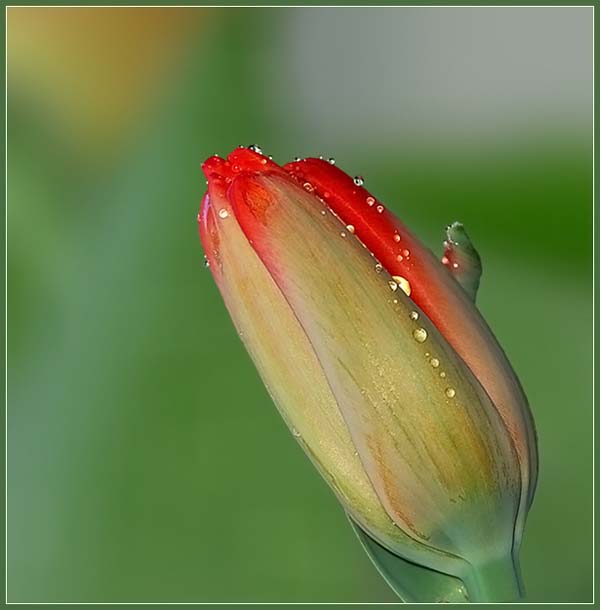 Романс влюблённой