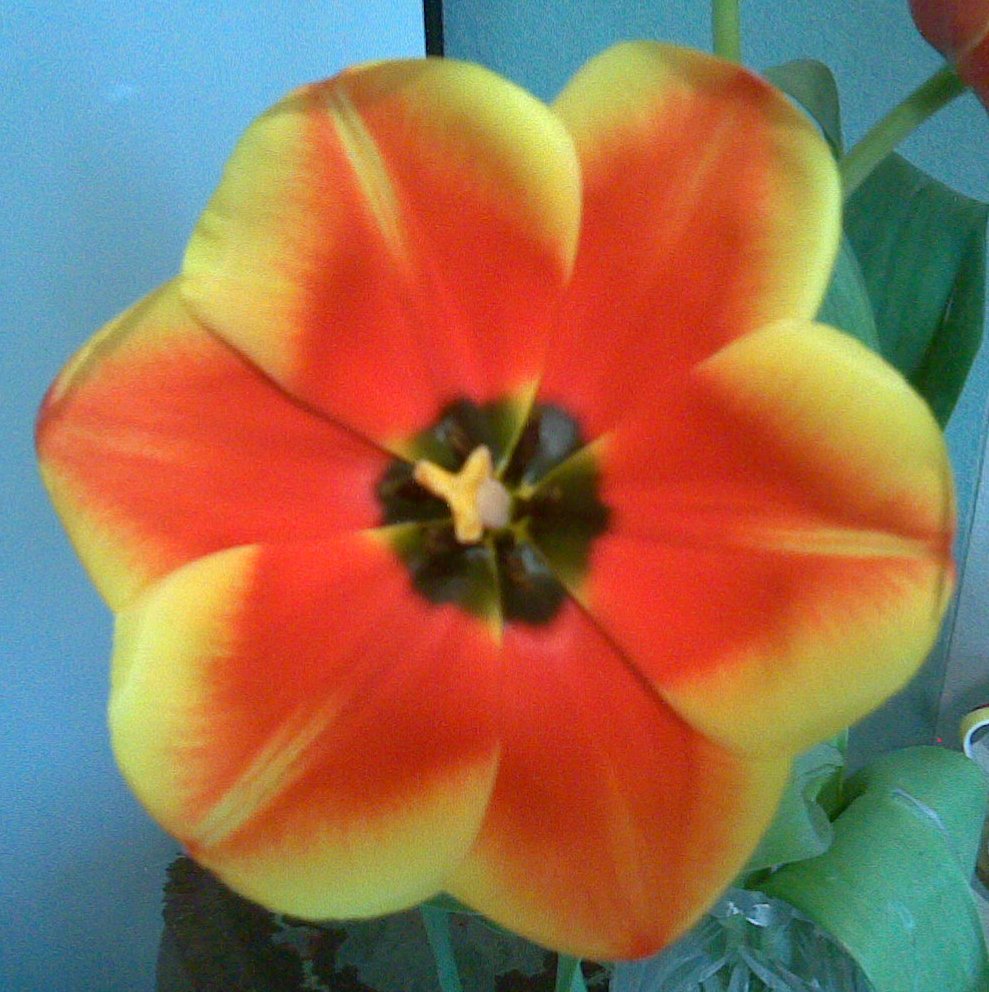 Листья лотоса сквозь сон