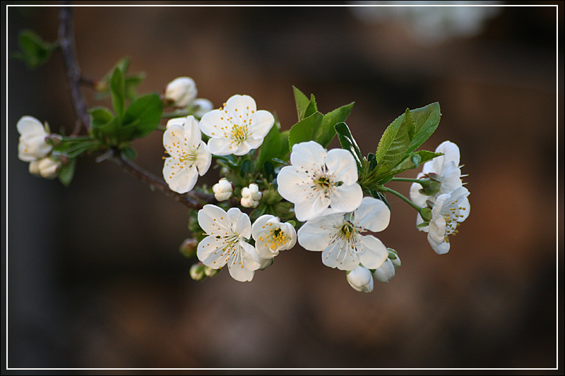 Сон о весне...