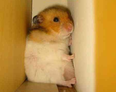 Не будите хому