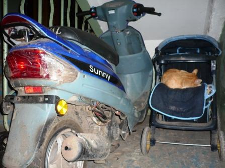 Ваша лошадь тихо ходит