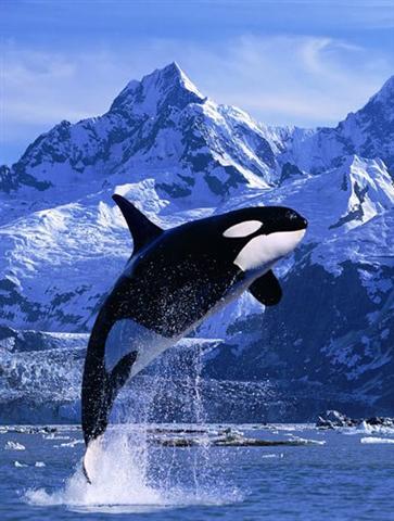 Касатка и касатка