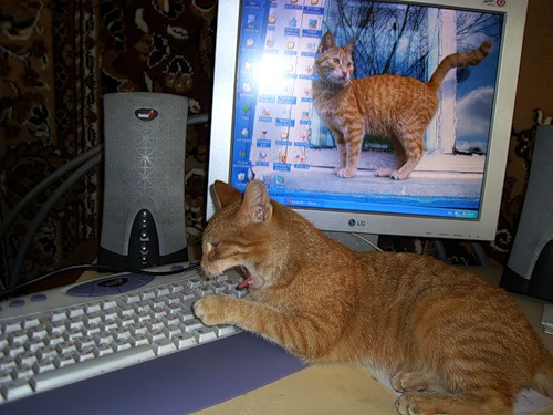 Любитель пообщаться