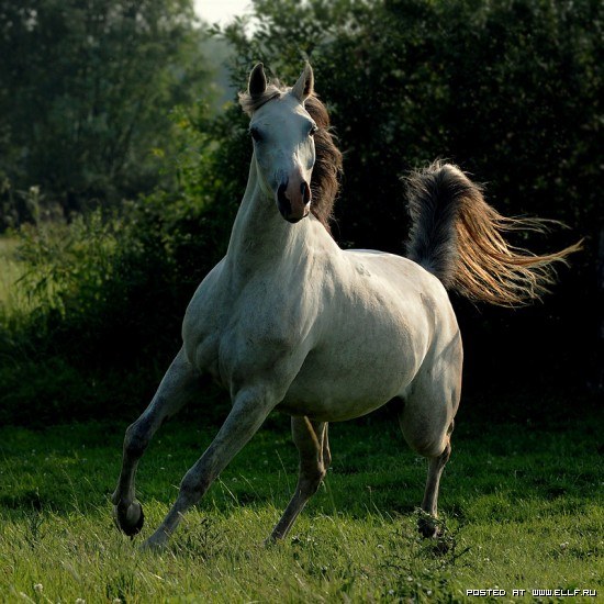 Я люблю свою лошадку