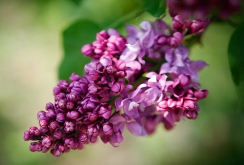 А ныне краса отошла вся ко сну!