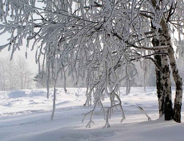 Белая берёза завернулась в иней...