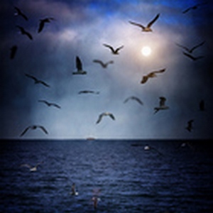 В звонком крике белой чайки...