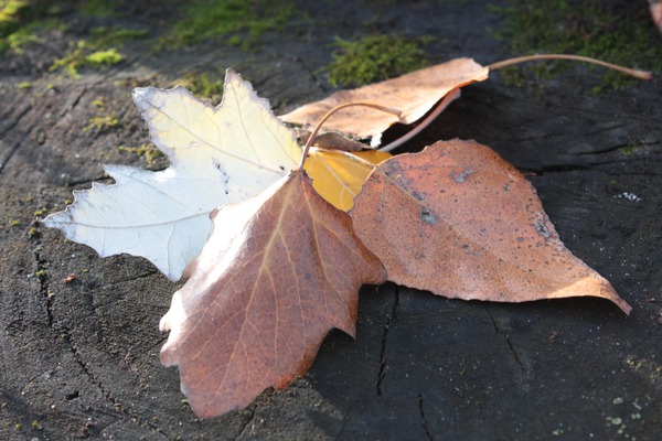 Все тебе прощаю!