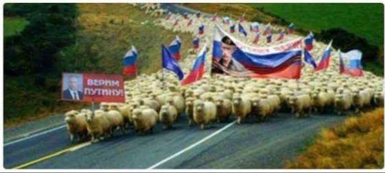 Баран и овцы