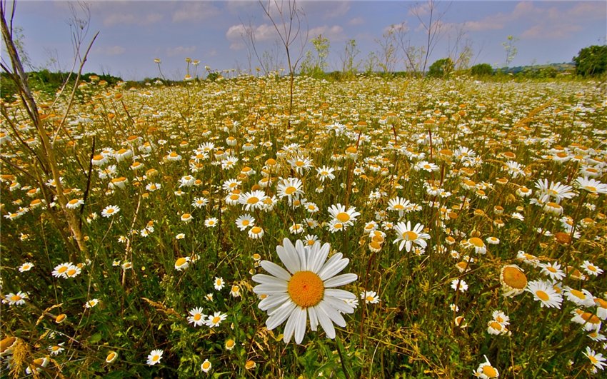 По росе вновь босыми ногами