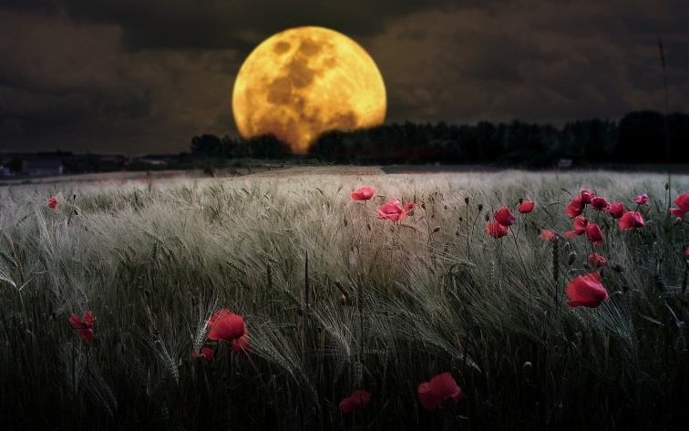 В час, когда луна всплывает из-за леса в небеса...