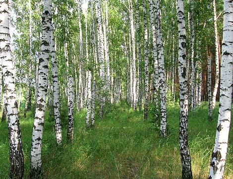 Летописная русь