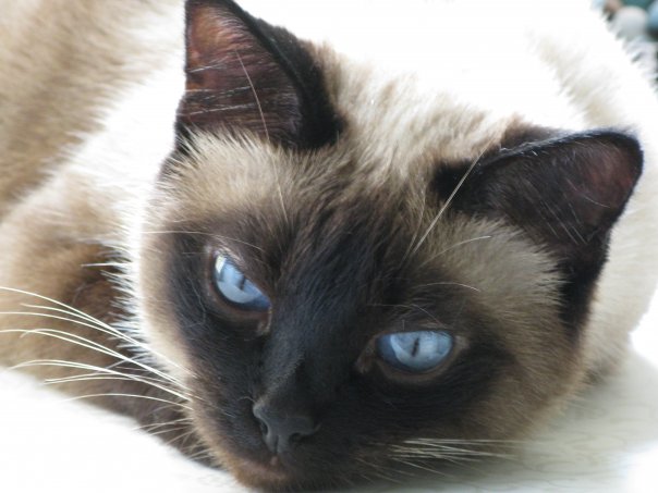 Уйти как кошка...