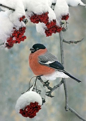 Зимняя палитра