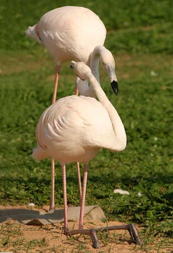 Птичье самосознание