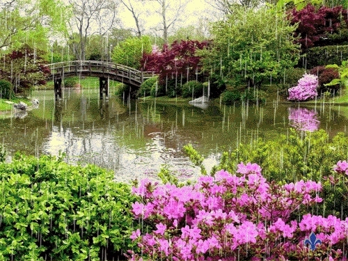 Долгожданный летний дождь