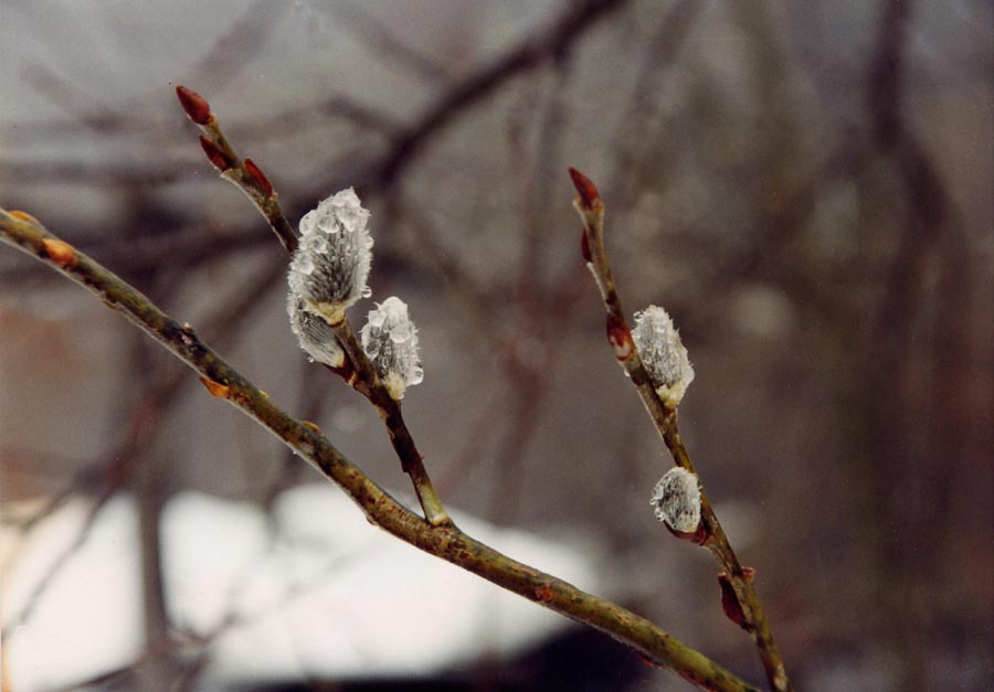медленно тающий. Ice cube. снег в саудовской аравии 2021. медленно тающий. тающий лед.