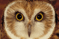 Сказание о дружбе