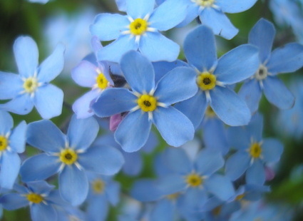 Баллада о незабудках