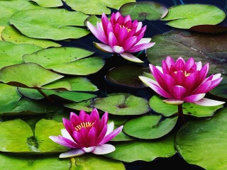 Родственные Души