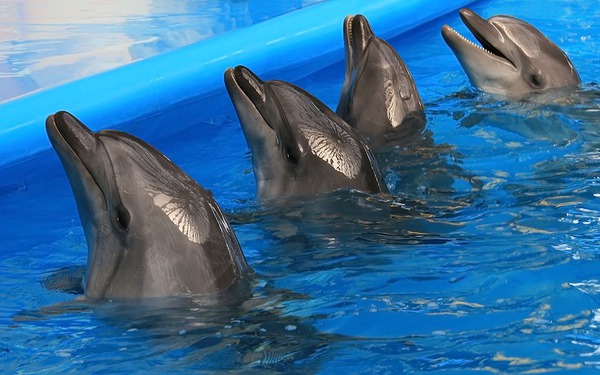 Порвалась...