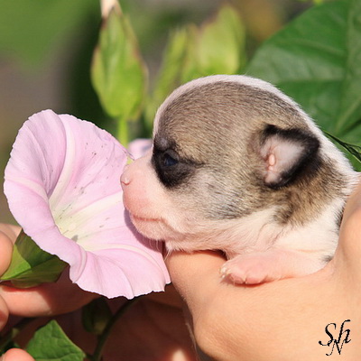 Подарите, прошу, мне щенка