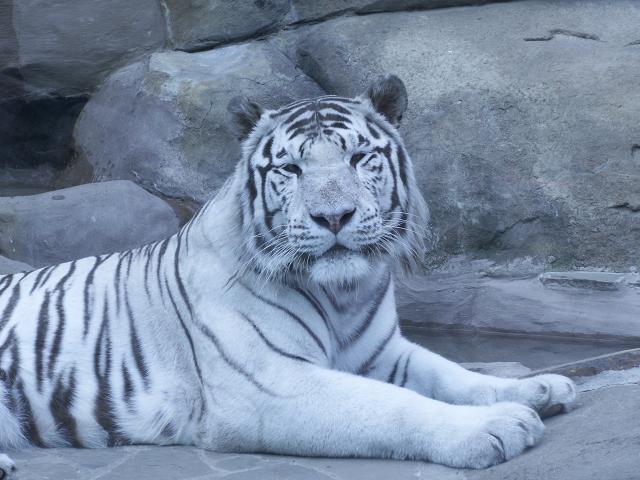 Новогодний тигр