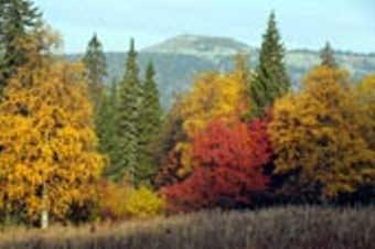 Придумала природа