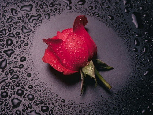 Юдоль красивого цветка