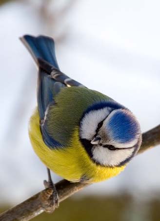 Синицы моего счастья - Маргарите Ивановой