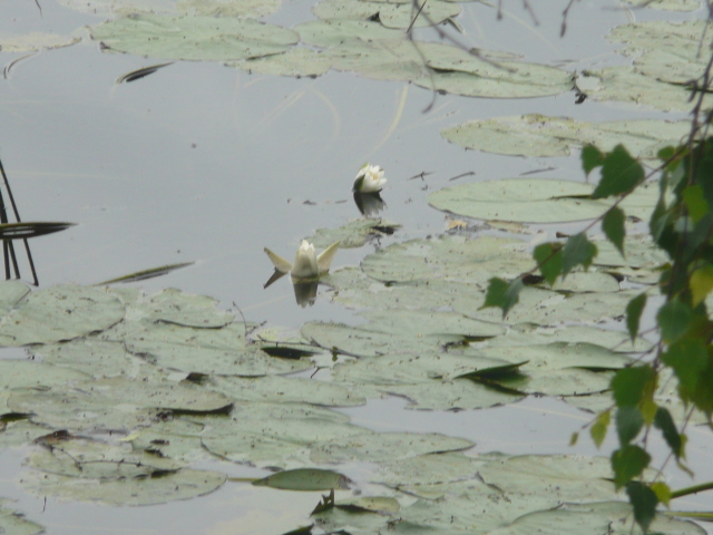 Бал в усадьбе Монрепо