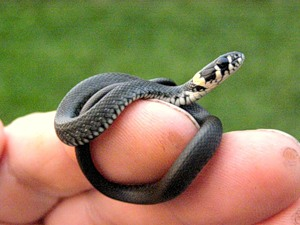 Рожденный ползать