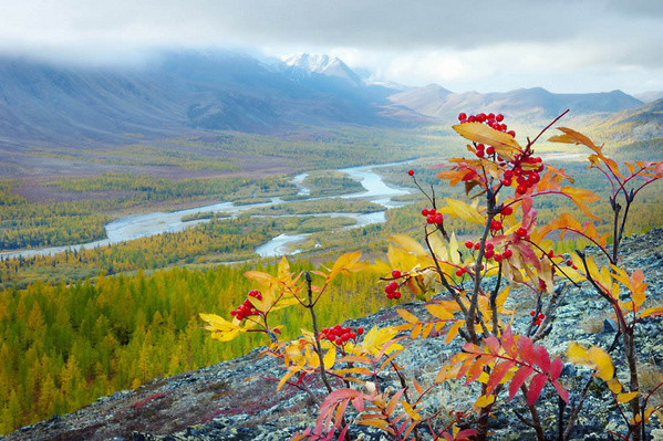 Соцветий дивных краски