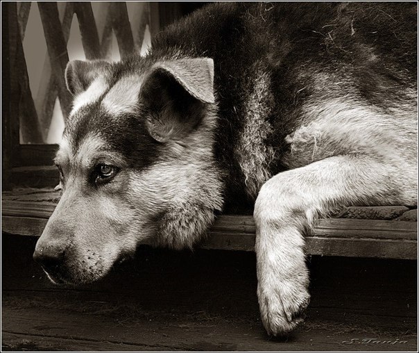 У собаки смерть собачья