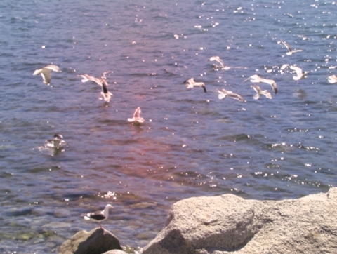 Вечерний десерт