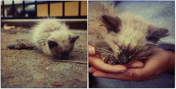 Котёнок