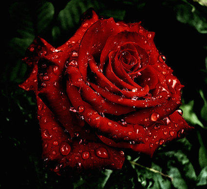 Роман с ветром