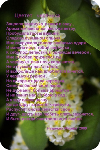 Черемуха черемуха в овраге расцвела