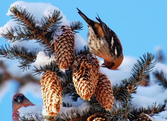Улетают снегири